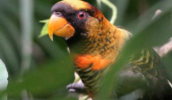 一起来看看暗色吸蜜鹦鹉会不会说话~