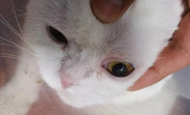 猫咪眼角红红的怎么回事？它需要你的帮助