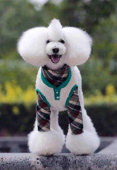 宠物狗繁育指南——如何培养赛级纯种犬？