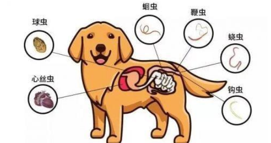 说一说狗狗体内驱虫，与体外驱虫的三大知识