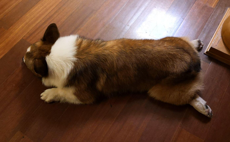 柯基犬掉毛,解决办法get一下~ 柯基犬掉毛,解决办法get一下~