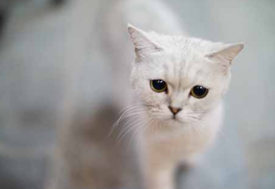 英短银渐层认主人吗？看完让人很惊讶