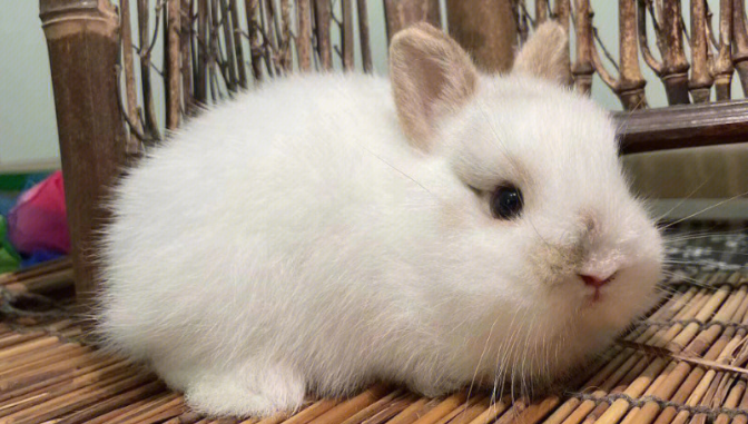 垂耳兔和侏儒兔哪个寿命长?来了解下吧 垂耳兔和侏儒兔哪个寿命长?来了解下吧
