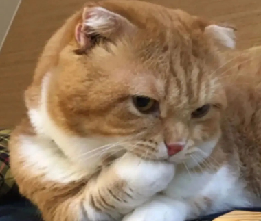 为什么感觉猫咪身体在响?感兴趣就快来瞧瞧! 为什么感觉猫咪身体在响?感兴趣就快来瞧瞧!