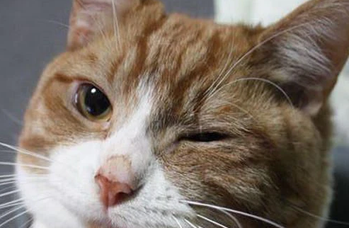 小猫一只眼睛一直眨，还是要注意的~