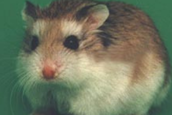 坎氏毛足鼠好养吗？感兴趣的可以了解一下！