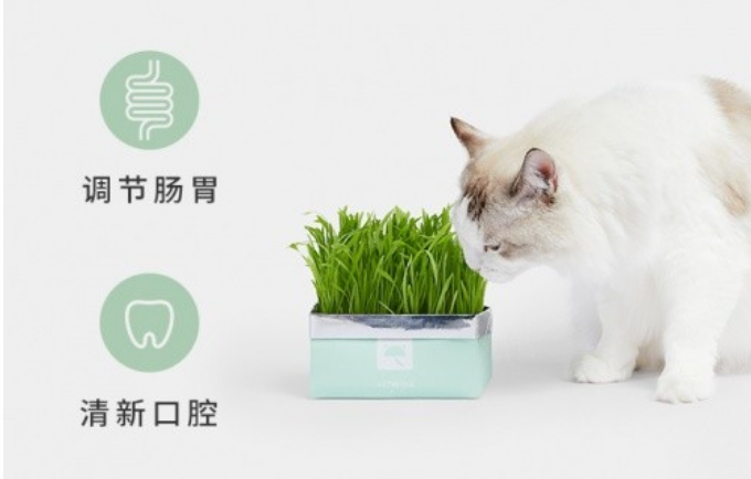 未卡VETRESKA无土猫草精选优质燕麦种子 助力猫咪肠胃健康