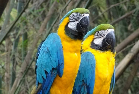 蓝黄金刚鹦鹉如何繁殖?全过程详解! 蓝黄金刚鹦鹉如何繁殖?全过程详解!