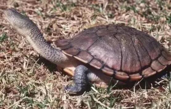 生病了多喝热水？这招对巴西蛇颈龟没用！