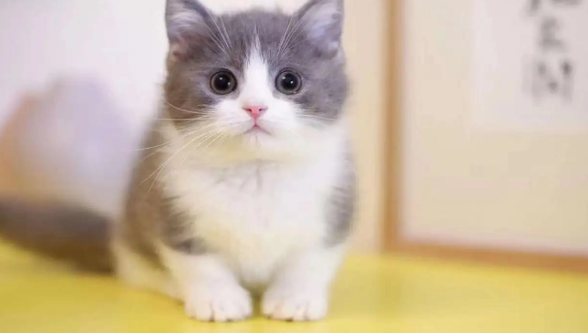 怎么分辨矮脚小猫崽？不清楚的赶紧看看！