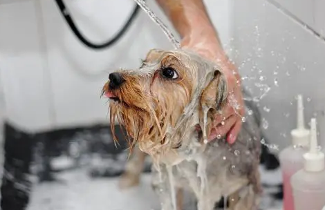 狗狗沐浴露有哪些种类?沐浴露类型汇总 狗狗沐浴露有哪些种类?沐浴露类型汇总