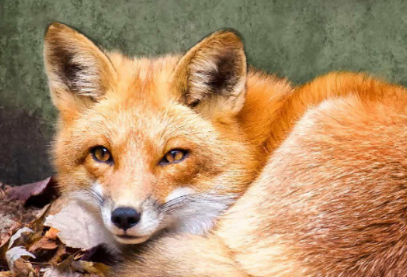 想要养狐狸，不妨先来了解下狐狸喜欢吃什么吧~