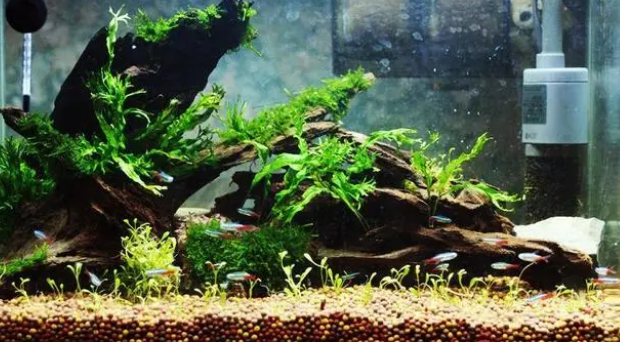 让鱼缸水保持清澈需要哪些水族耗材？