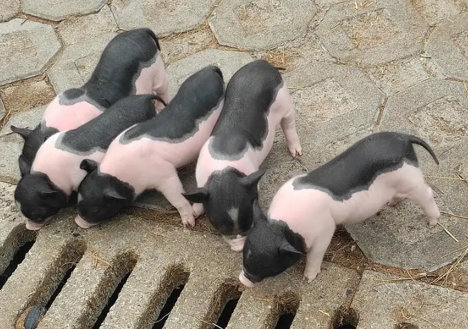 不知道小香猪发抖是什么原因？看这里~