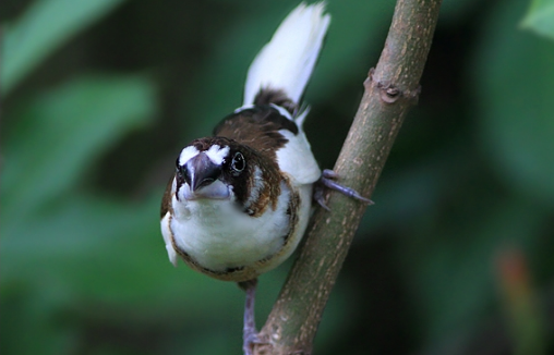 白腰文鸟可家养吗？感兴趣的来get一下