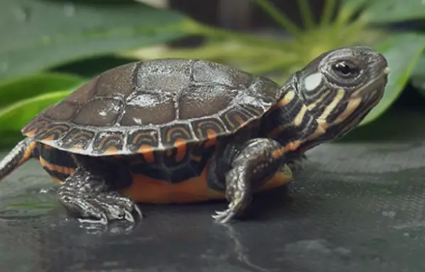 幼龟可以喂什么？只吃龟粮容易营养不良