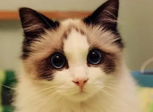 养布偶猫后悔了该怎么办，来看看吧~