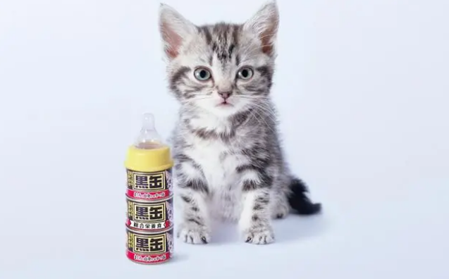 爱喜雅破解猫咪长寿的秘密