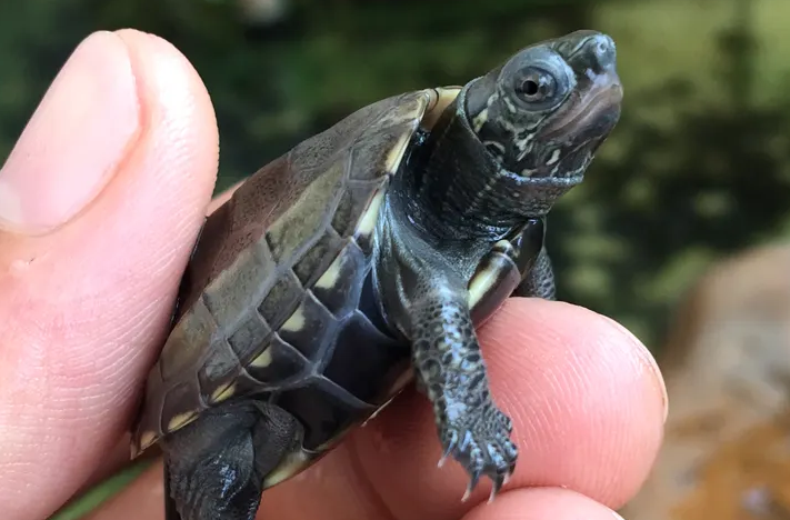 草龟那么臭，原来是这个原因！