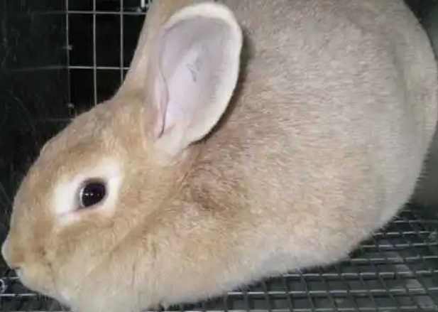 忌廉兔会长多大，养的人来了解吧
