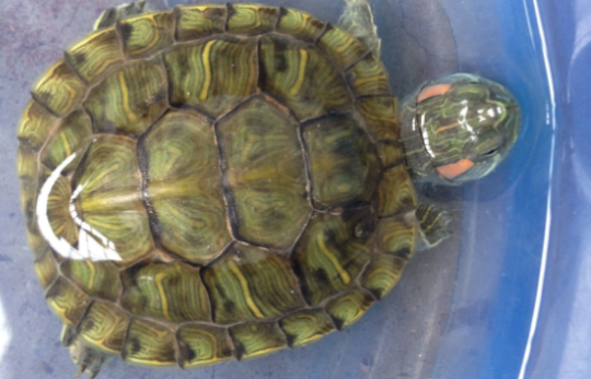 巴西龟拼命往外爬，也不吃东西是怎么回事