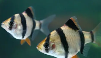 虎皮鱼的寿命有多少年？感兴趣的可以了解一下！