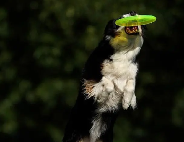 如何让狗狗学会接飞盘？这几个技巧让你事半功倍！