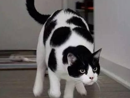 猫鼻子上长黑色结块,是怎么回事? 猫鼻子上长黑色结块,是怎么回事?