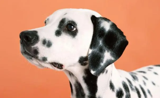 小狗满月能洗澡吗？