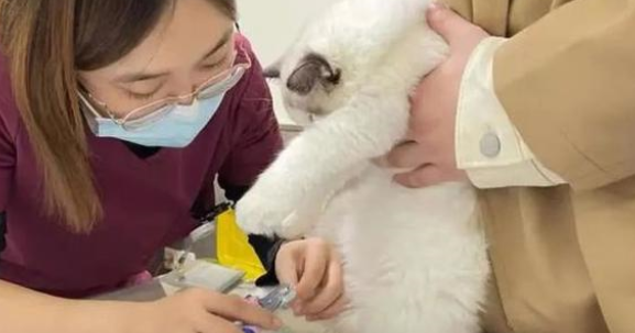 宠物诊所需要什么资质