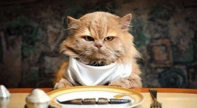 给猫咪吃什么粮好?干粮or湿粮?不用再纠结! 给猫咪吃什么粮好?干粮or湿粮?不用再纠结!