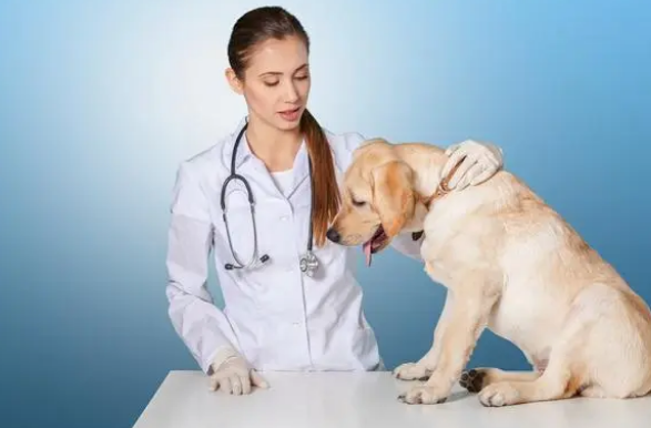 如何办好一家宠物医院