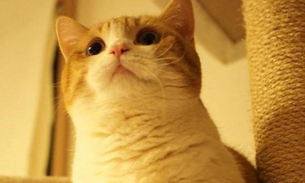 曼赤肯猫真的有基因缺陷吗？