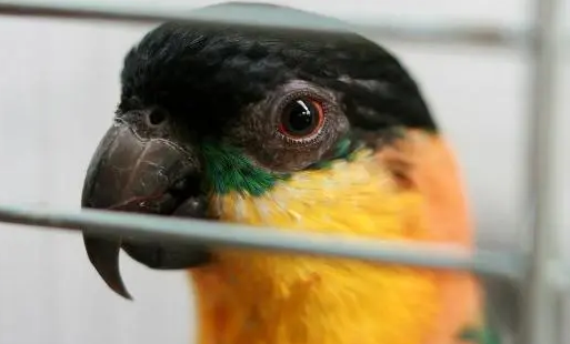 你们说，黑头凯克鹦鹉怎么分公母？