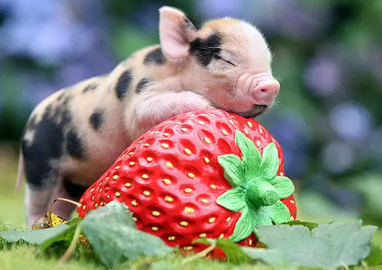 了解小香猪呕吐的原因，看看应该怎么办