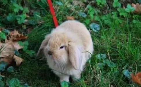 兔子在温度多少会冻死？铲屎官有必要了解一下