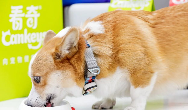 百加世Cankeys看奇主粮全新升级，“双11”爱宠计划正式启航