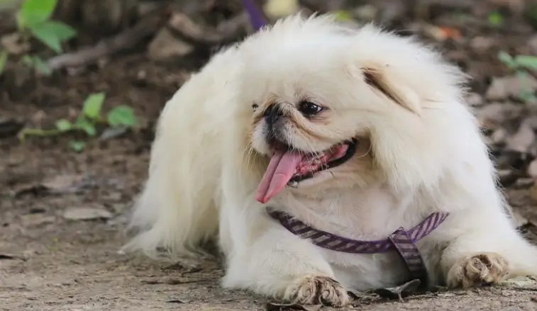 京巴犬智商相当于几岁孩子？这篇文章告诉你