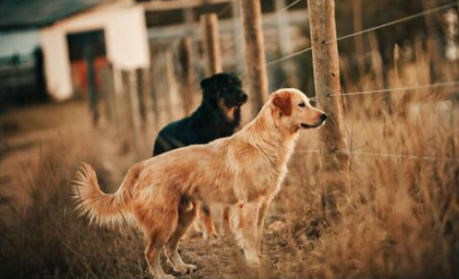 金毛有没有黑色的呢？好奇的你快看过来