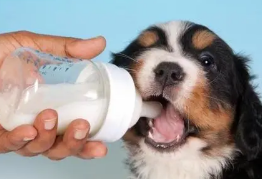 狗狗喝羊奶粉有什么好处?这6点益处是牛奶比不了的 狗狗喝羊奶粉有什么好处?这6点益处是牛奶比不了的