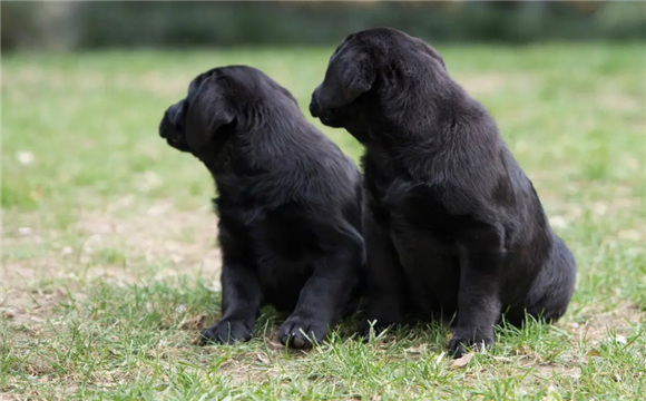 拉布拉多黑色幼犬怎么看纯不纯？看这几点就知道了~