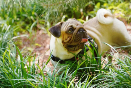 给你讲，狗狗可以吃石榴果肉吗？