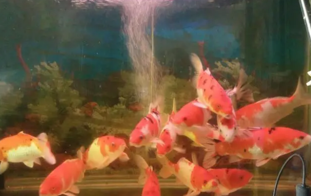 都知道观赏鱼患病要先调理水质，可鱼缸的水质我们该如何去改善？