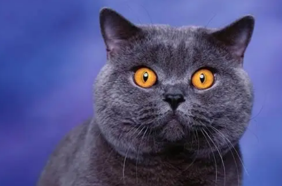 猫咪营养膏有什么作用，资深铲屎官来告诉你