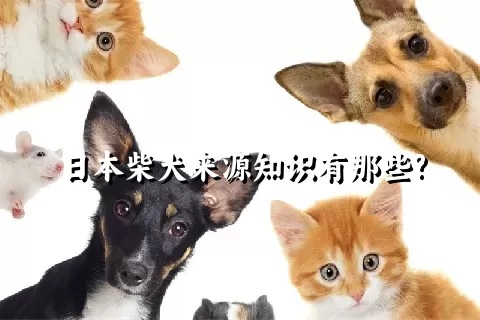 日本柴犬来源知识有那些?