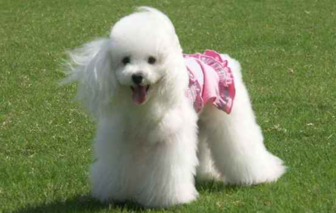 想养泰迪？先来看看养它的坏处有哪些吧~