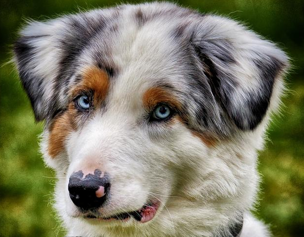 由盖夫金冠看宠物羊奶粉的品质与蛋白质含量的关联 