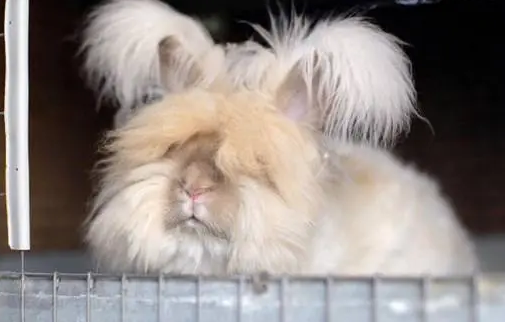 今日科普:英国安哥拉兔能长多大 今日科普:英国安哥拉兔能长多大