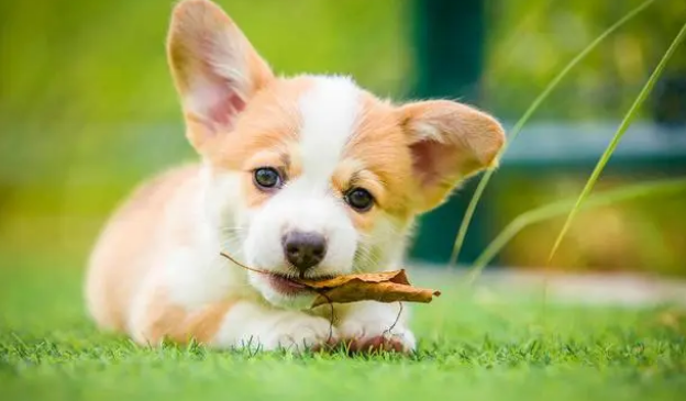 冬天里，给狗狗洗澡，这四个误区不能“踩”