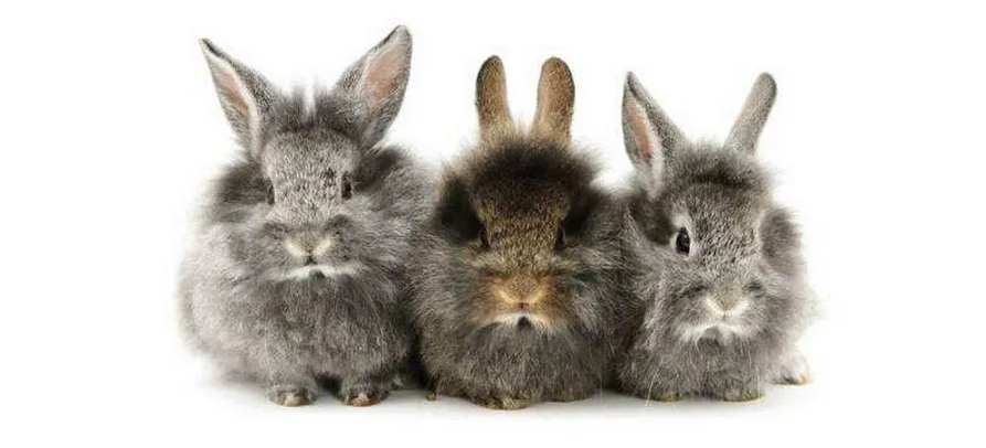 多瓦夫兔认主人吗？这篇文章告诉你